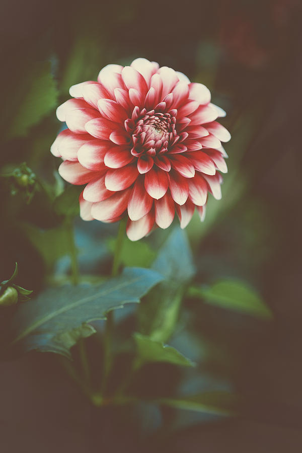 Dahlia Photograph by Marco Oliveira