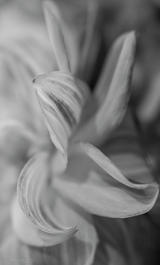 Dahlia Monochrome  Photograph by Teresa Wilson