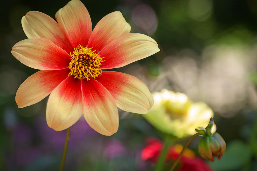 Dahlia Moonfire Photograph by Susan Rissi Tregoning