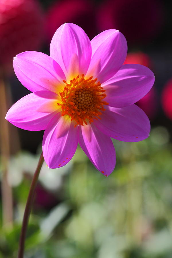 Dahlia Morning Photograph by Paul Slebodnick | Fine Art America