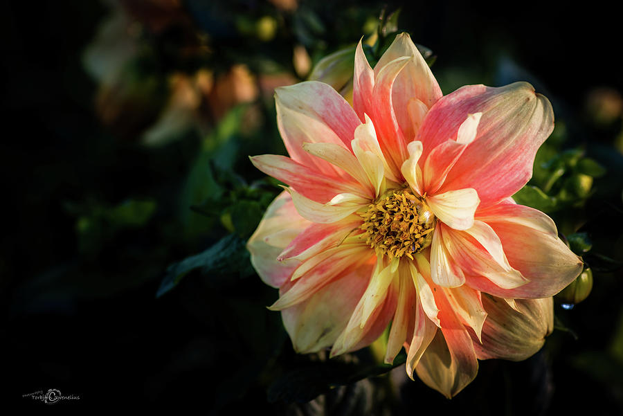 Dahlia named Apple Blossom Photograph by Torbjorn Swenelius