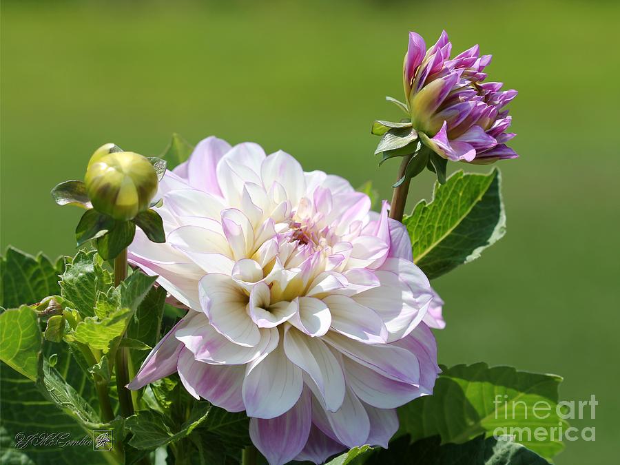 Flower Photograph - Dahlia named Glenmont Regan by J McCombie