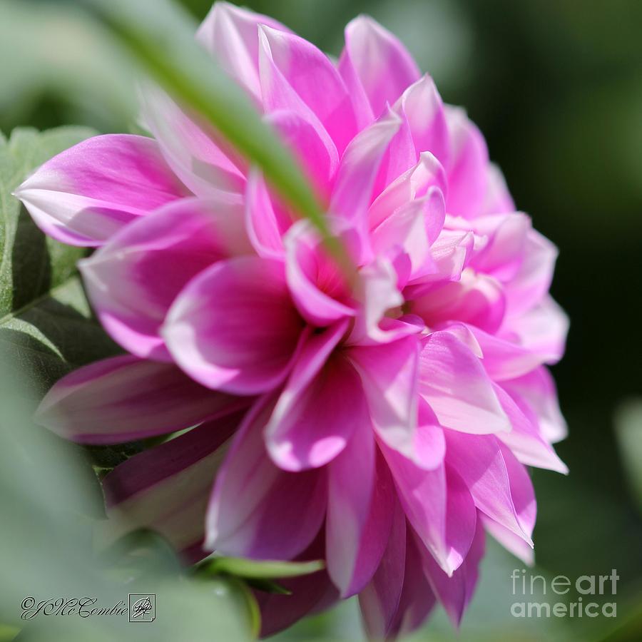 Dahlia named Priceless Pink Photograph by J McCombie