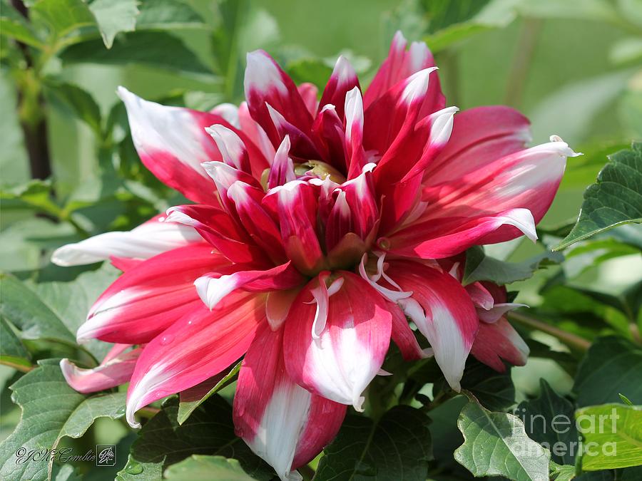 Dahlia named Red Empire Photograph by J McCombie