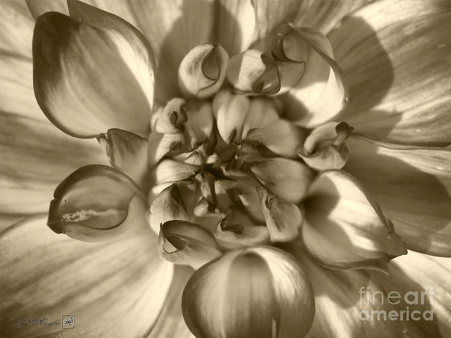 Nature Photograph - Dahlia named Who Dun It by J McCombie
