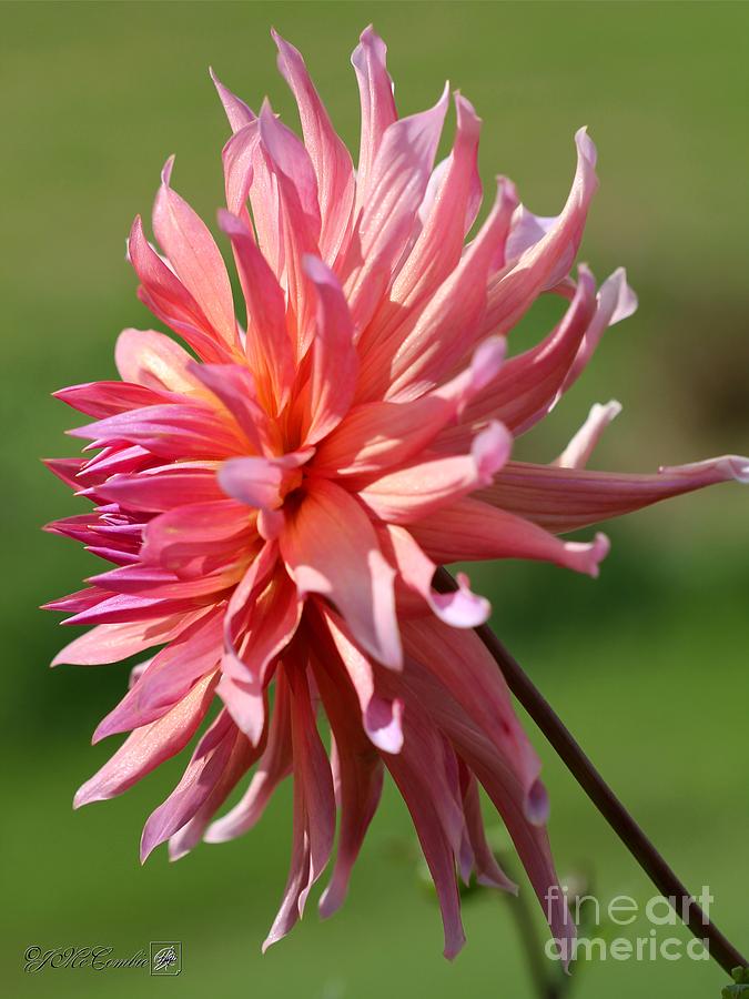 Dahlia named Wyns Pinking of You Photograph by J McCombie