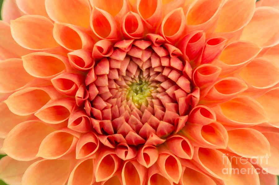 Flower Photograph - Dahlia Oakwood Naranga by Tim Gainey