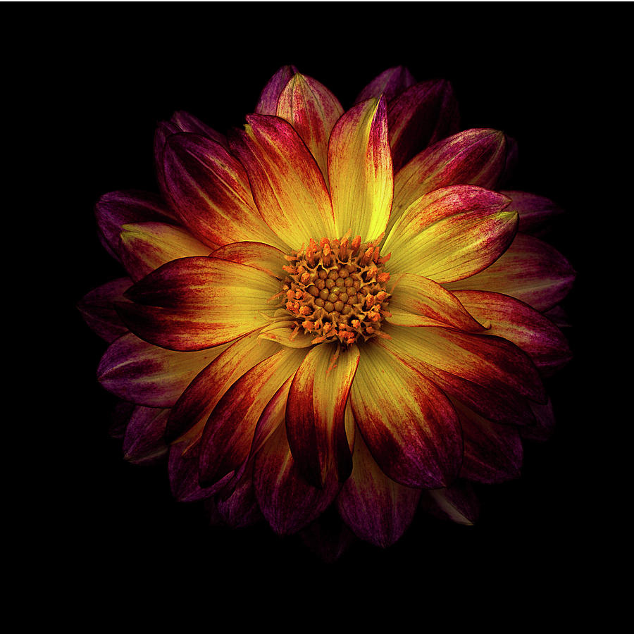 Dahlia on Fire Photograph by John Esquivel - Fine Art America