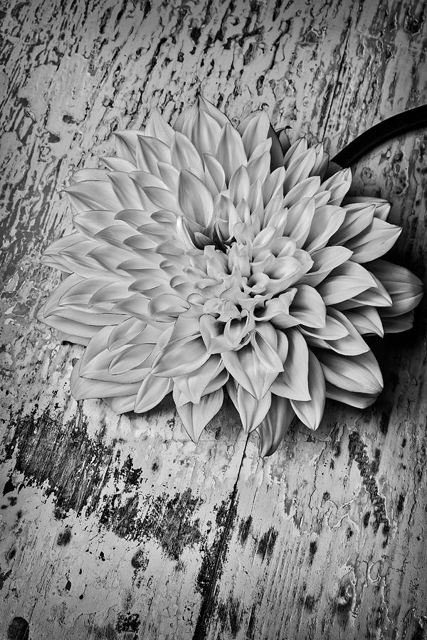 Dahlia On Old Table Photograph by Garry Gay