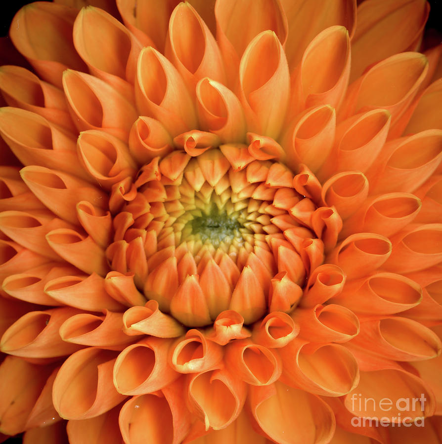 Nature Photograph - Dahlia Orange Twelve by Christopher Gruver