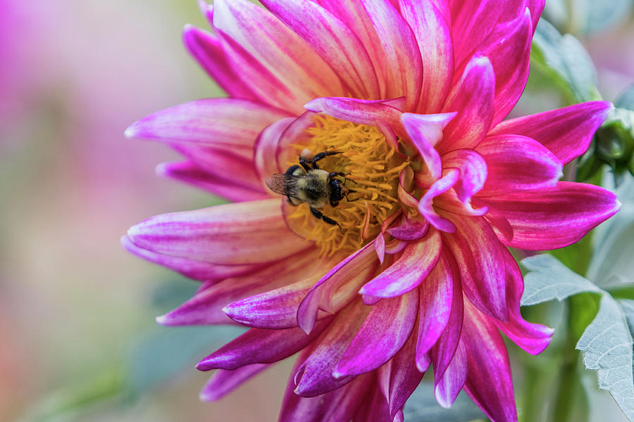 Pink Dahlia Bee Photograph by Patti Deters