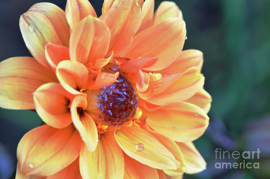 Dahlia Perfection with Water Droplets Photograph by Debby Pueschel