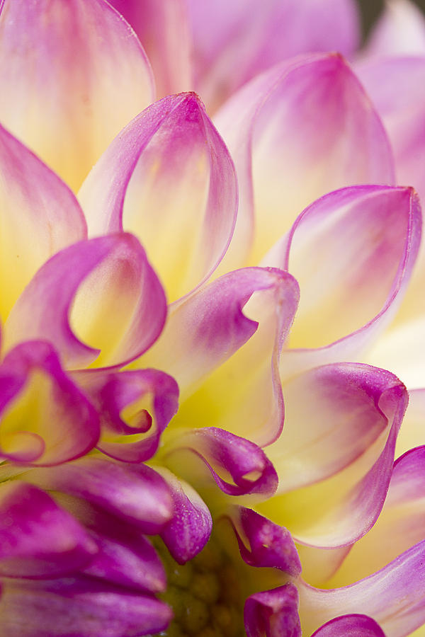 Nature Photograph - Dahlia Petals 5 by Morgan Wright