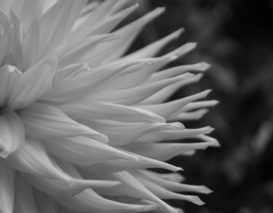 Dahlia Petals In Black And White Photograph