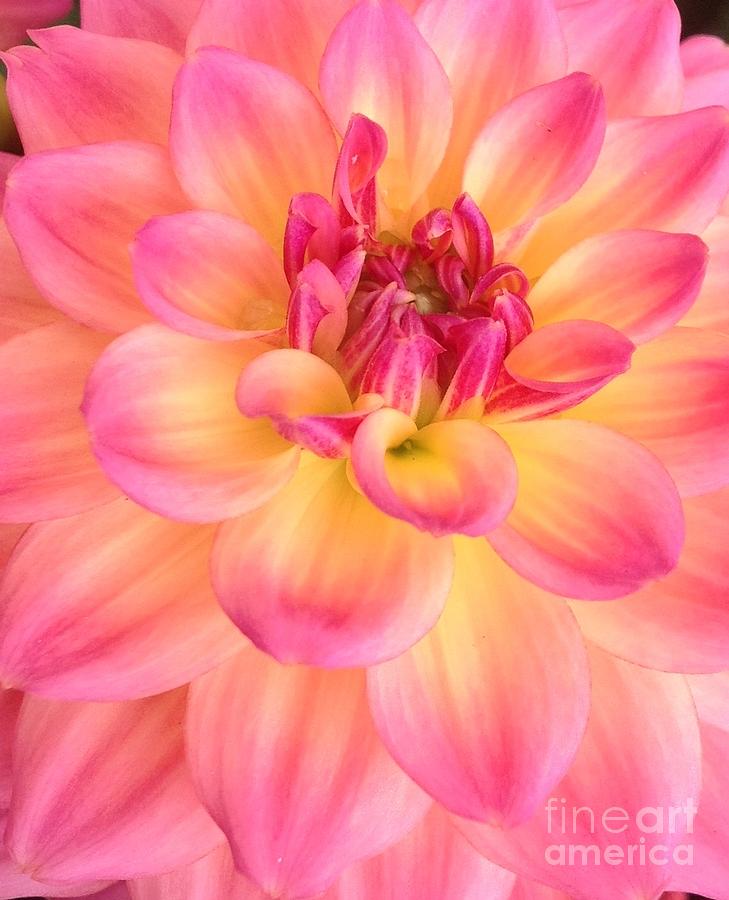 Dahlia Petals in Pink and Yellow  Photograph by By Divine Light