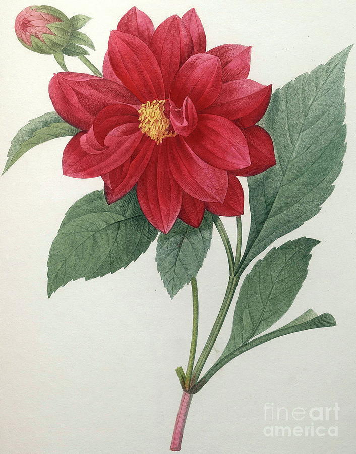 Dahlia Painting by Pierre Joseph Redoute - Fine Art America