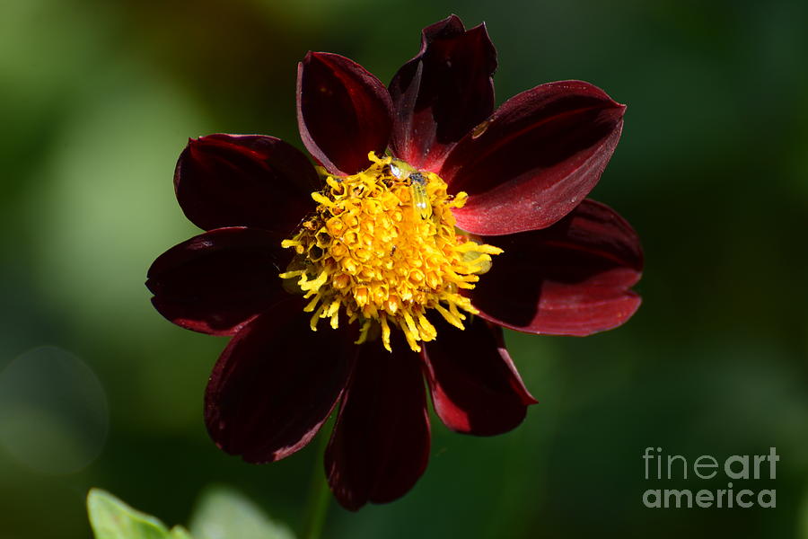 Flower Photograph - Dahlia Pinnata by Zina Stromberg