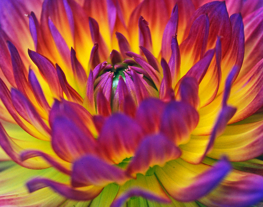 Dahlia Power Photograph by Kathy Yates - Fine Art America