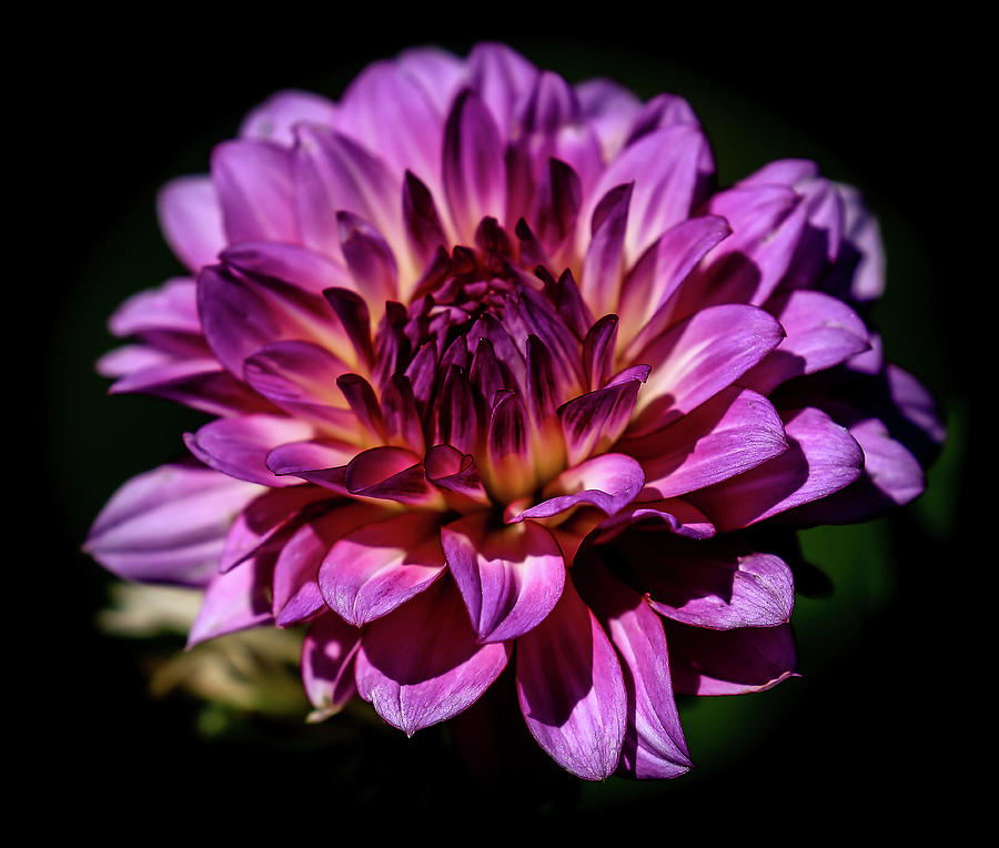 Dahlia Purple Photograph by Athena Mckinzie