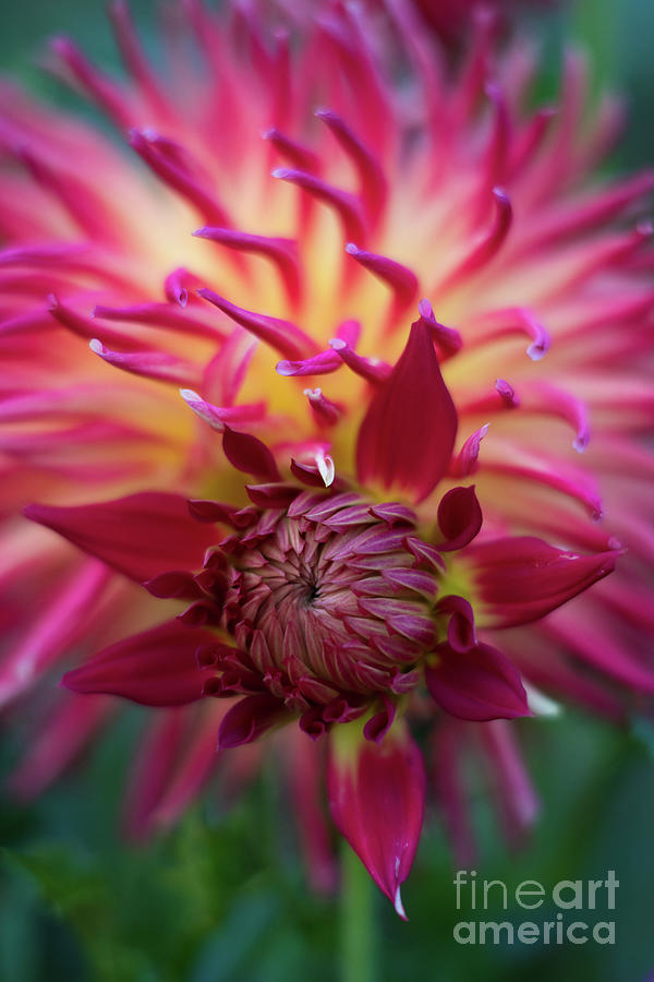 Flower Photograph - Dahlia Red Explosion of Colors by Mike Reid
