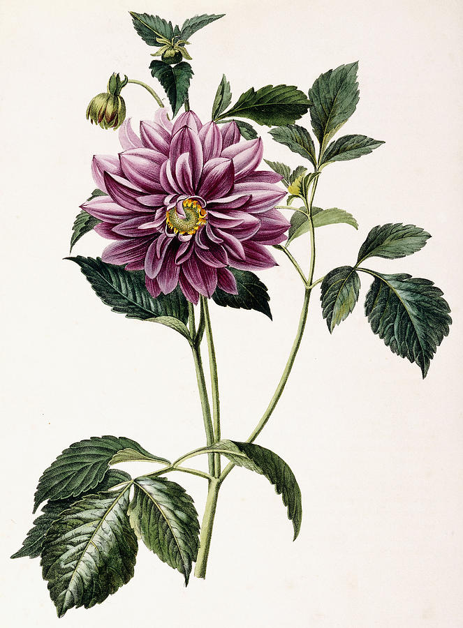 Dahlia Rosea Painting by Honore Blanc - Fine Art America