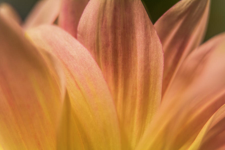 Dahlia Series #4 Photograph by Patti Deters