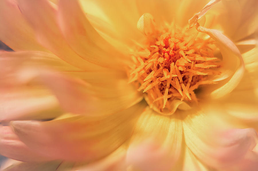 Dahlia Series #5 Photograph by Patti Deters