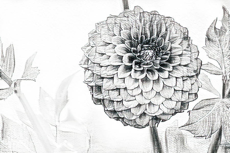 Dahlia Ka Alekhan 2023 | How To Draw Dahlia | Dahlia Flower Drawing Easy |  डहलिया का फूल |Easy idea - YouTube