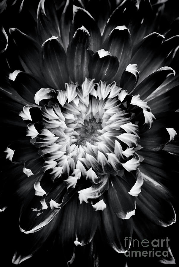 Dahlia Spiral Photograph by Tim Gainey
