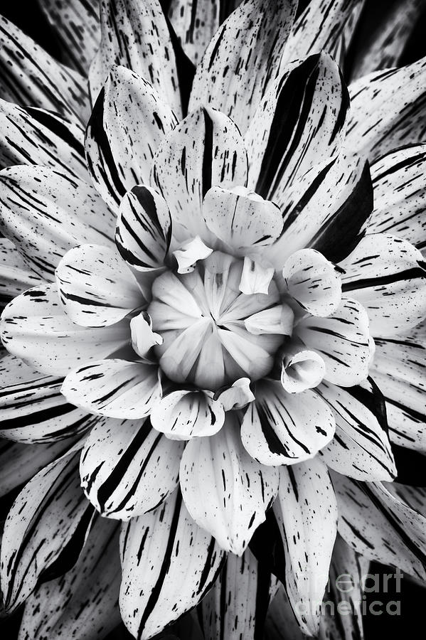 Flower Photograph - Dahlia Striped Vulcan by Tim Gainey
