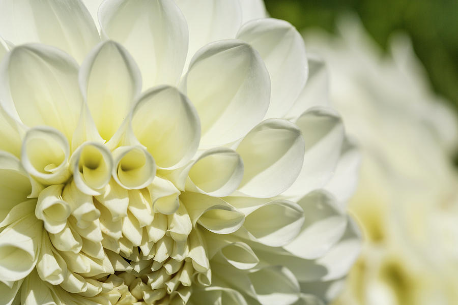 Dahlia Study 4 by Scott Campbell Dahlia Study 4 by Scott Campbell