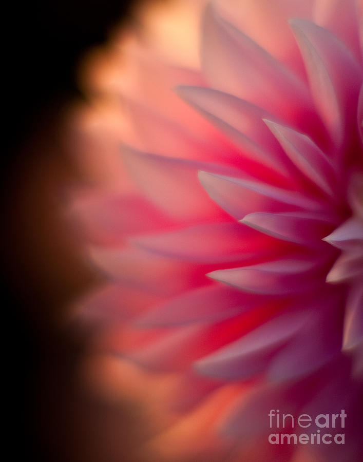 Nature Photograph - Dahlia Sunset by Mike Reid