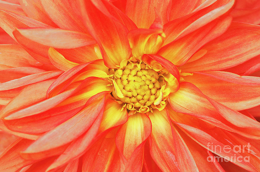 Dahlia Sunshine Photograph by Regina Geoghan - Fine Art America