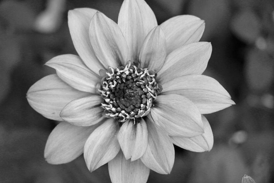 Dahlia - Temptation Lavender 15 Photograph by Pamela Critchlow - Fine ...