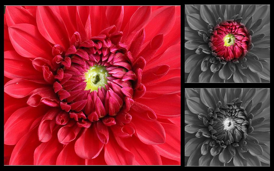 Dahlia in Red and Black- A Triptych Photograph by Dora Sofia Caputo