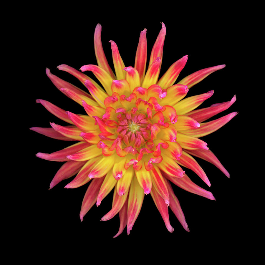 Nature Photograph - Dahlia Two by Christopher Gruver