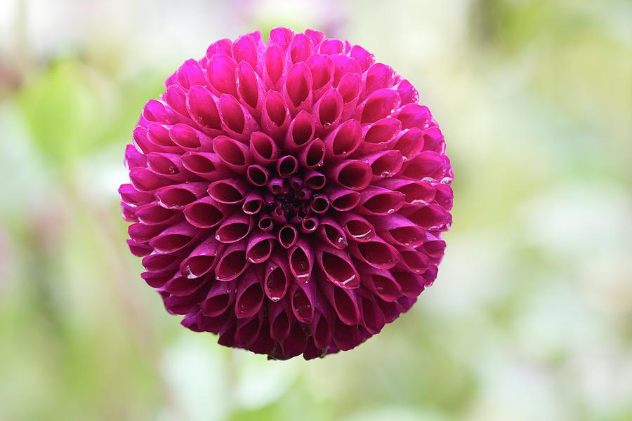 Dahlia up close Photograph by Stephen Rowles - Fine Art America