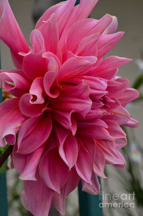 Dahlia with a Spider Surprise Photograph by Debby Pueschel