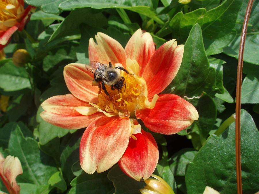 Dahlia With Bee Photograph by Allen Nice-Webb