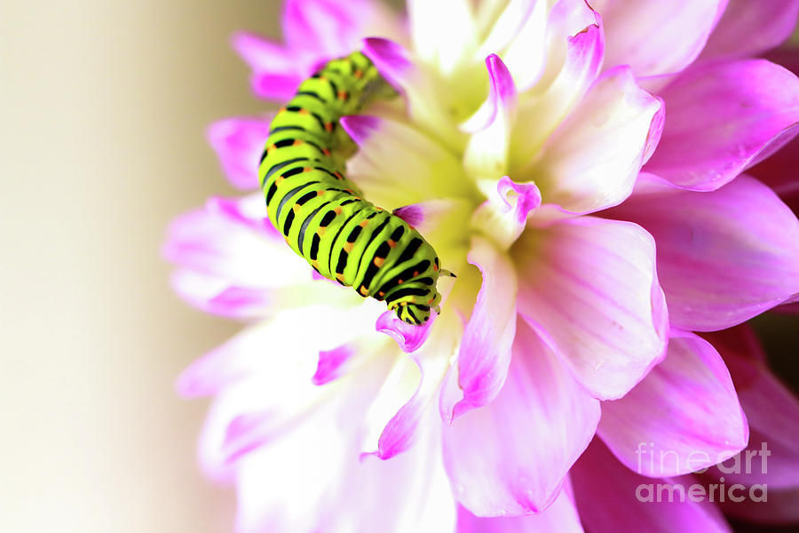 Dahlia with Caterpillar Photograph by Amanda Mohler