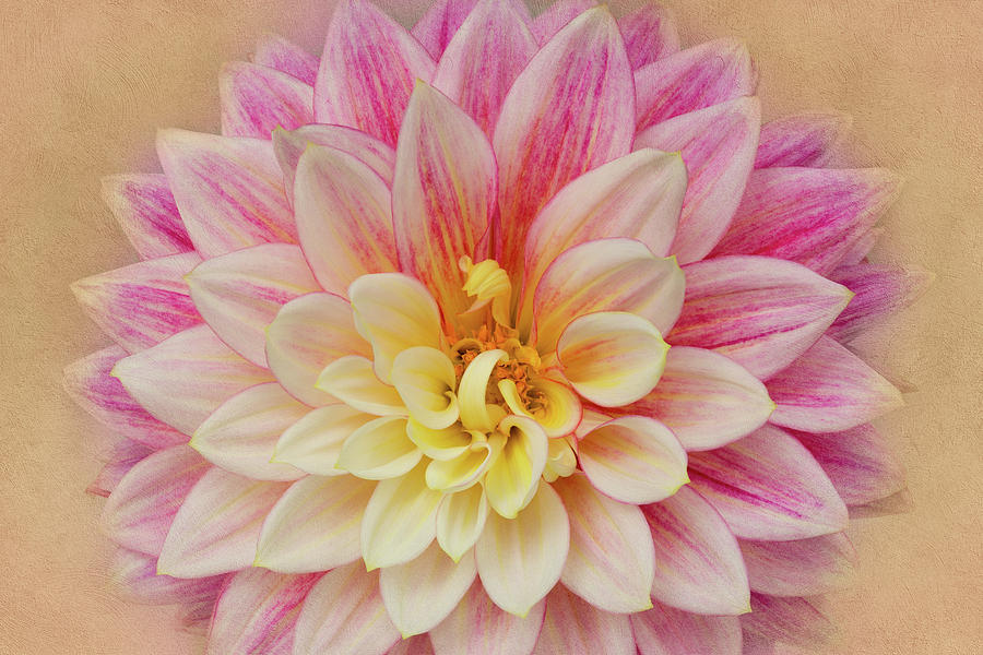 Dahlia With Golden Background Photograph by Mary Jo Allen