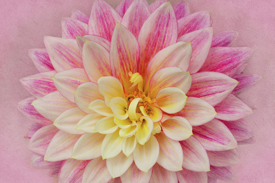 Dahlia With Pink Texture Photograph by Mary Jo Allen