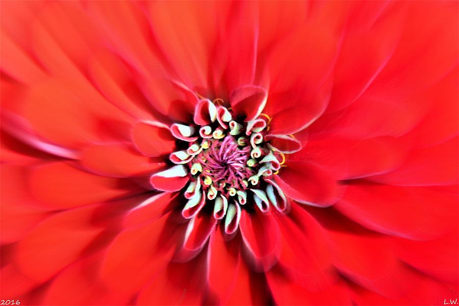 Dahlia Zoom Photograph by Lisa Wooten