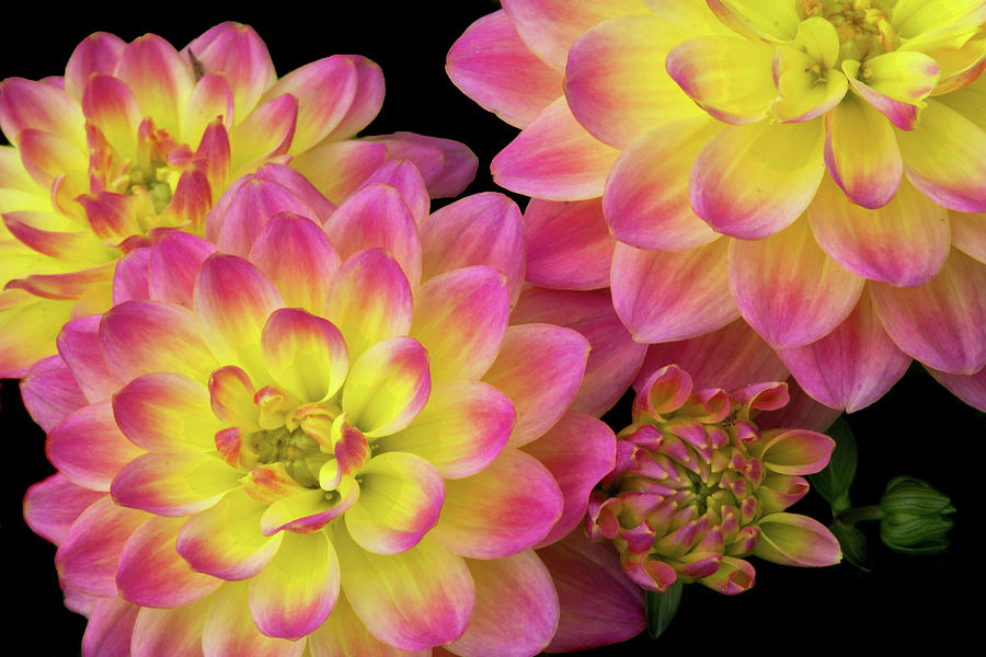 Flower Photograph - Dahlias by Carolyn Derstine