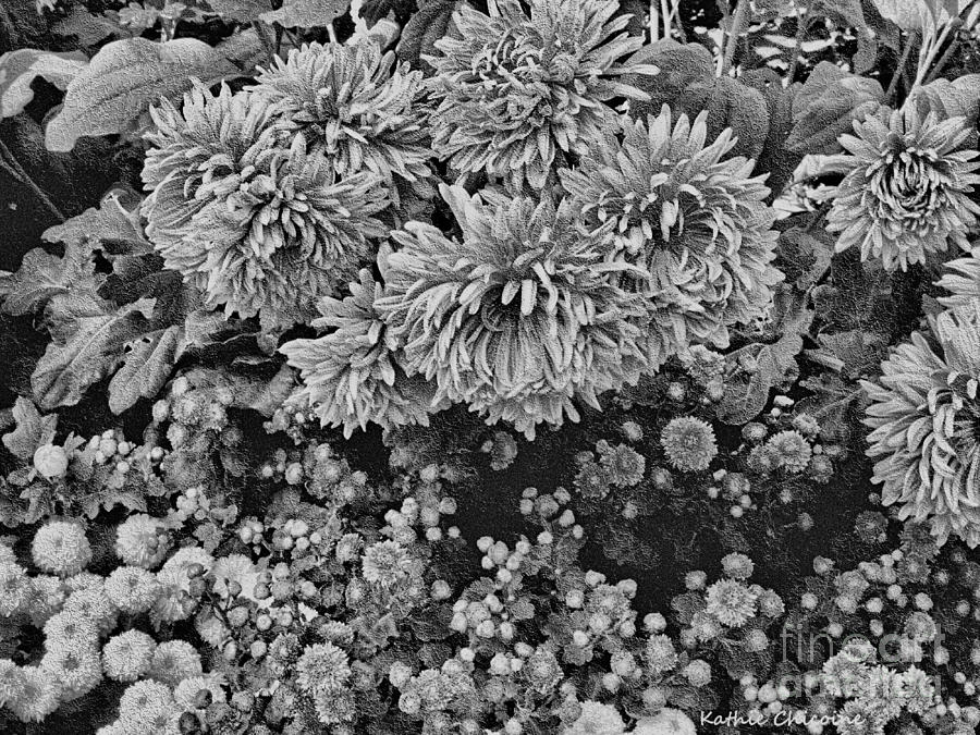 Dahlias in Black and White Photograph by Kathie Chicoine