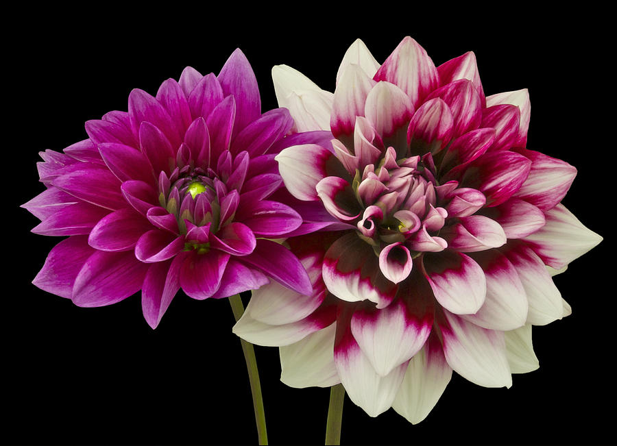 Dahlias Photograph by Michael Peychich