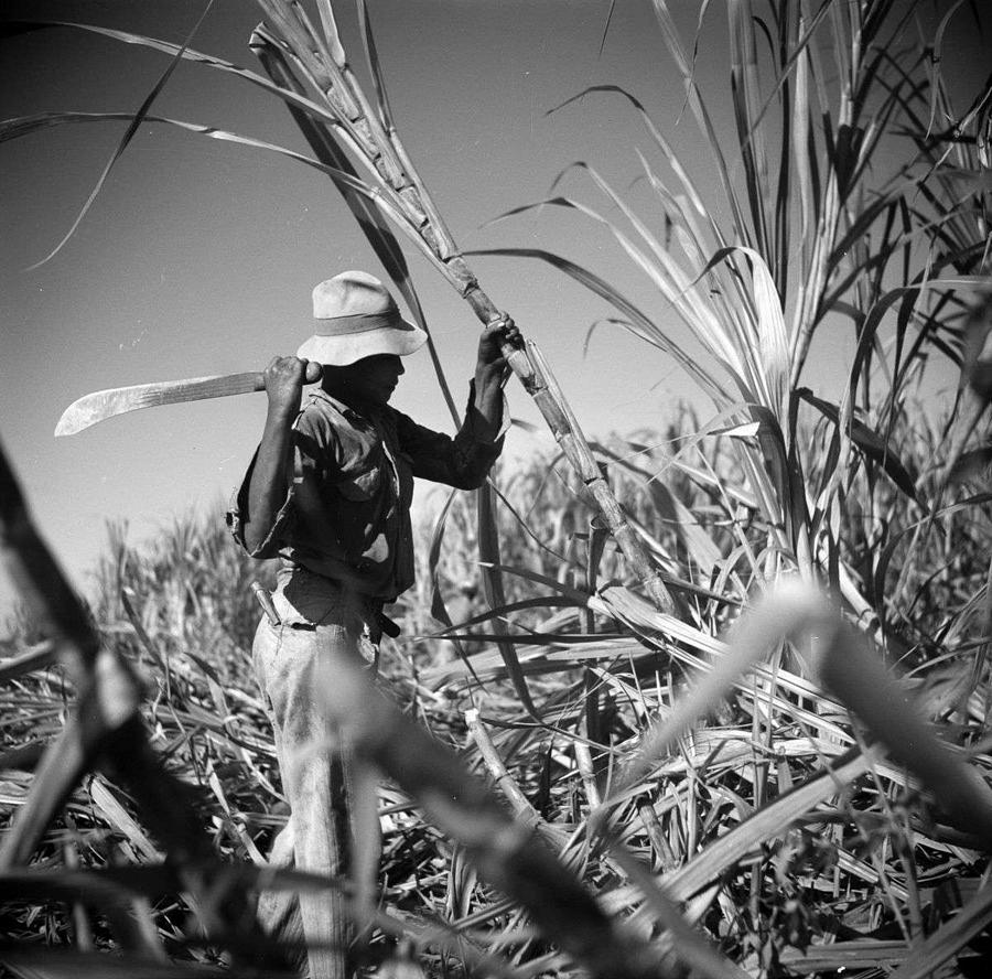 Cool Painting - Daily Life in Puerto Rico, c. 1938-1942, by Jack Delano, FSA, A worker cuts sugarcane on a plantatio by Celestial Images