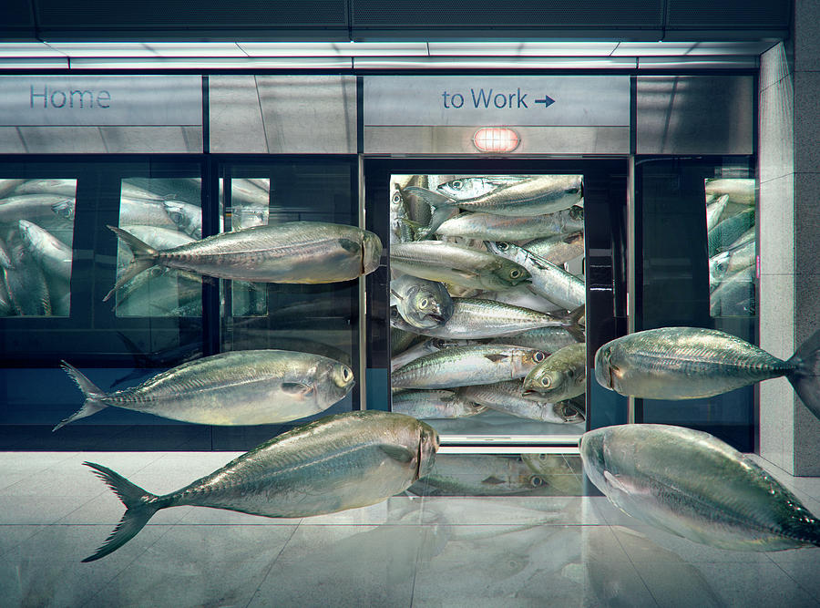 Daily Sardine by Andrew Kow Daily Sardine by Andrew Kow