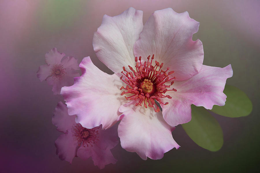 Dainty Bess - Hybrid Tea Rose Art Photograph by Mitch Spence