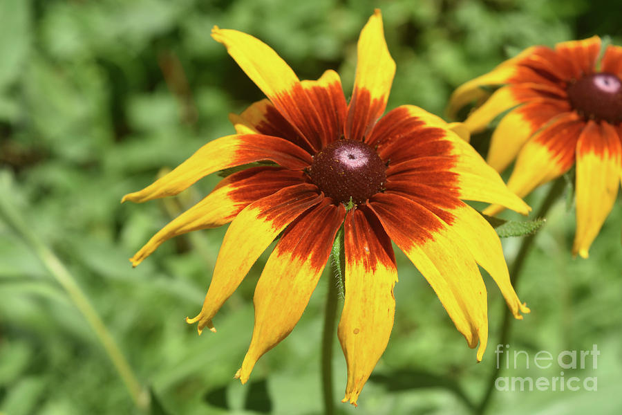 Dainty Black Eyed Susan Blooming in Nature Photograph by DejaVu Designs